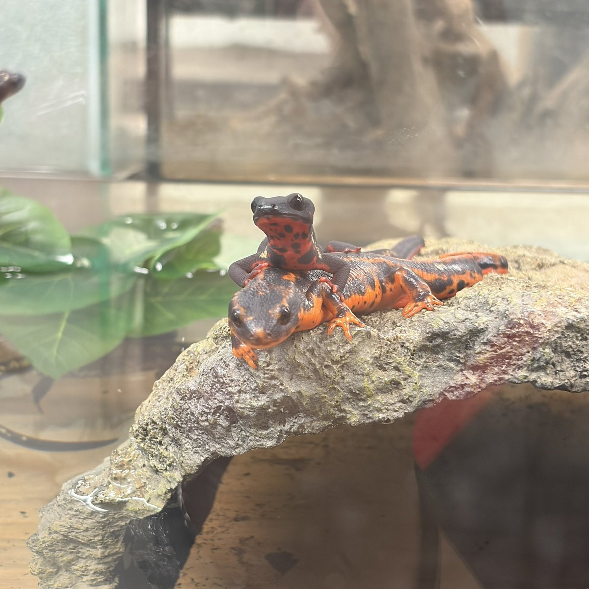 acco_3nh's tweet photo. 90分制になってから初、深谷爬虫類館🦎🐢🐍夫氏が蚊に刺され過ぎて60分でギブ(笑)延長された分が無に帰した(笑)
でも久々鰐さん💓で、エンゼルフィッシュの超ベビちゃんを紹介してもらったり今月も楽しませていただきました☺️(写真撮り忘れた)
ちなみに彼は9ヶ所刺されてたよ🦟(私は無傷)また来月🤗 https://t.co/A5fE4jVAJD