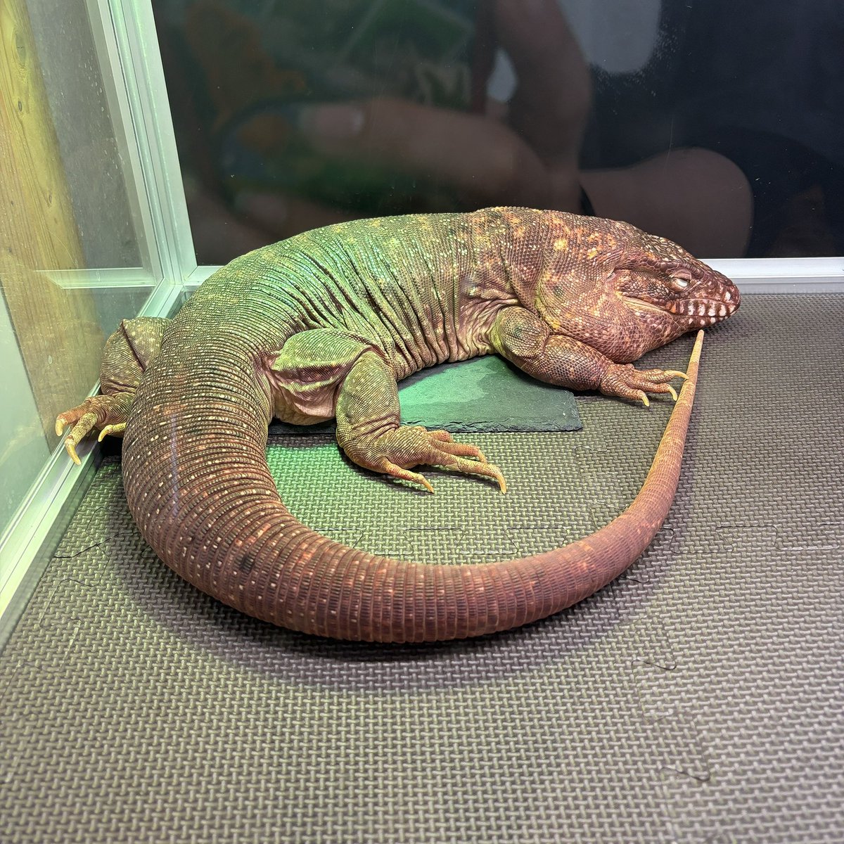 acco_3nh's tweet photo. 90分制になってから初、深谷爬虫類館🦎🐢🐍夫氏が蚊に刺され過ぎて60分でギブ(笑)延長された分が無に帰した(笑)
でも久々鰐さん💓で、エンゼルフィッシュの超ベビちゃんを紹介してもらったり今月も楽しませていただきました☺️(写真撮り忘れた)
ちなみに彼は9ヶ所刺されてたよ🦟(私は無傷)また来月🤗 https://t.co/A5fE4jVAJD