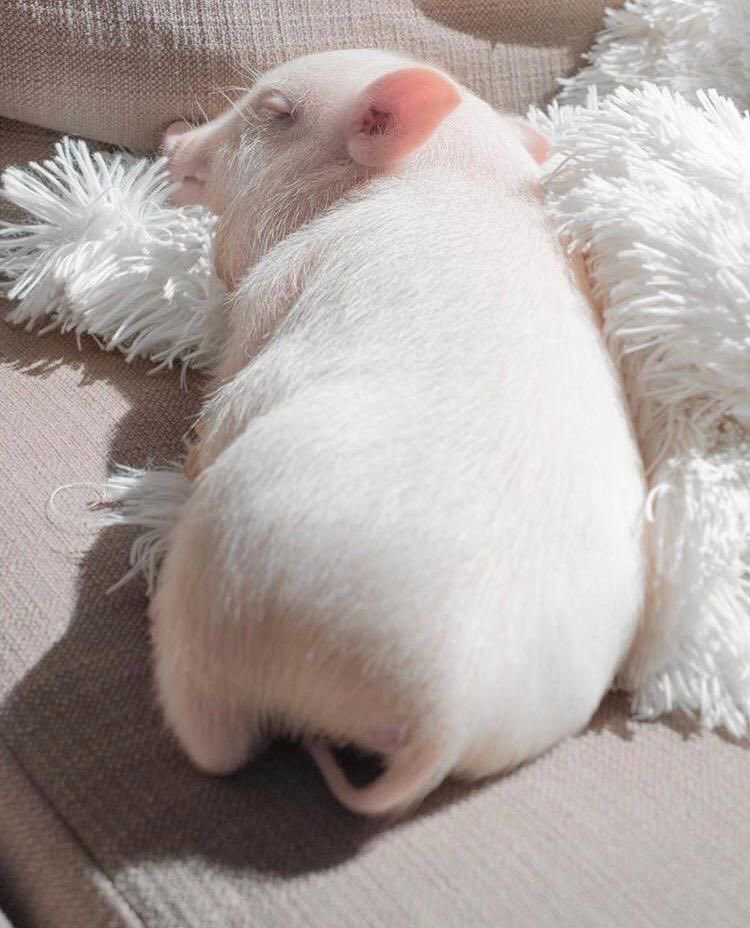 qilqillus's tweet photo. 돼지 궁딩이 진짜 몰캉몰캉~~~~~ 할 것 같어 https://t.co/CCCgQN3PUl