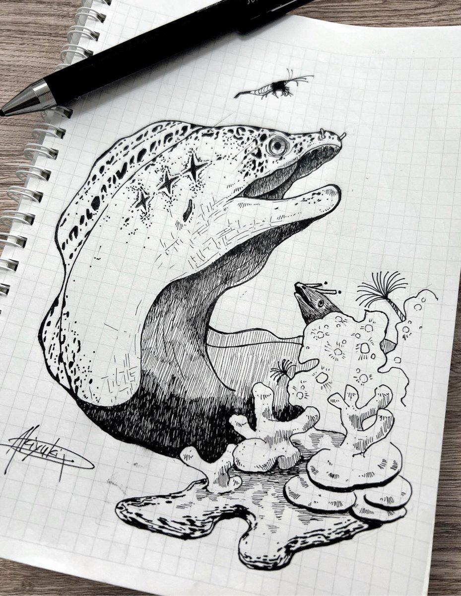 akiyuki_AQ's tweet photo. ウツボのペン画🖋️ https://t.co/hd6hyrgbOi