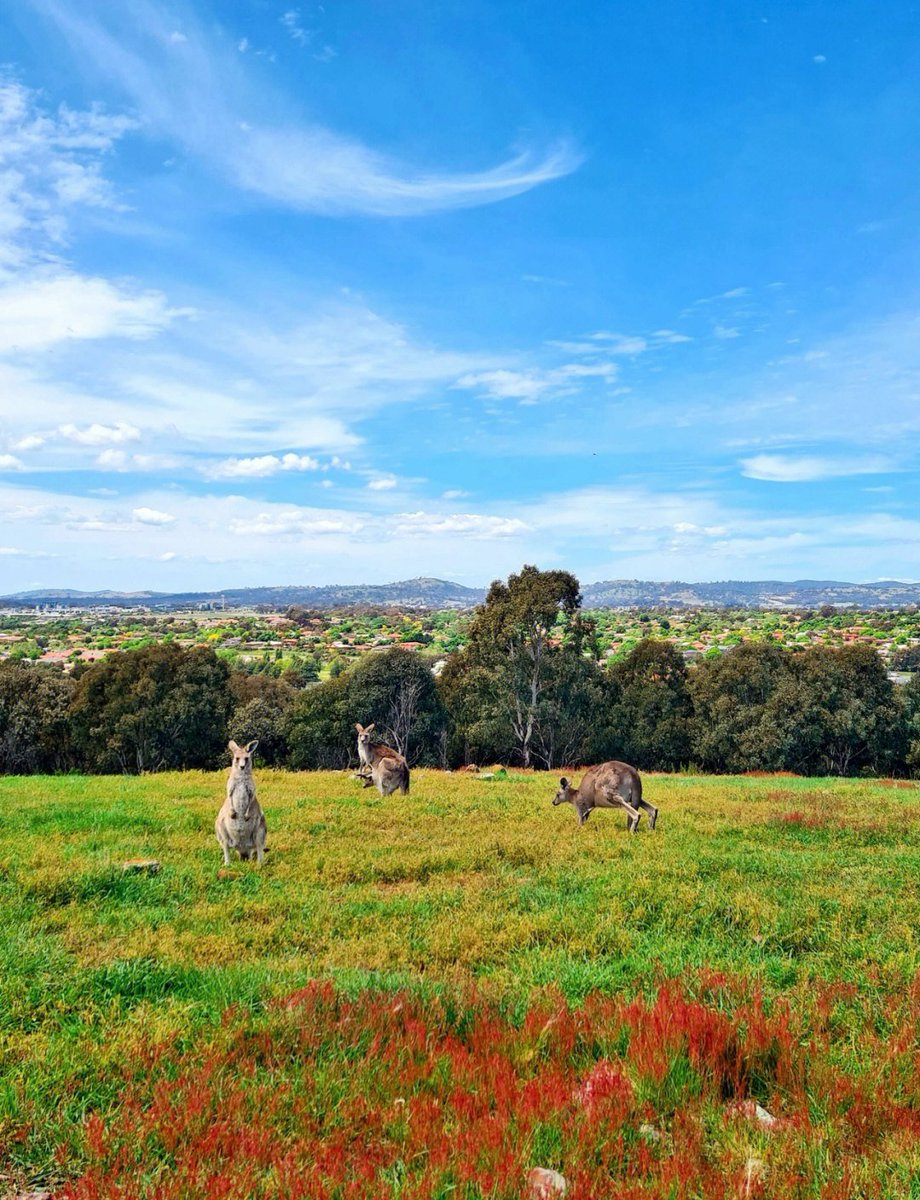 drift_anaco_50's tweet photo. I set a hunting fire, the lively kangaroo bounced! https://t.co/tFTujkZBfe
