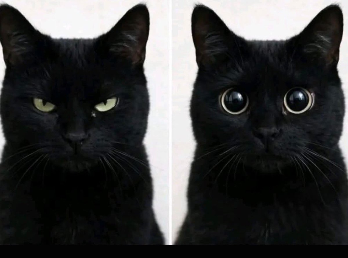 smallcutekitten's tweet photo. https://t.co/PrDB78I7F8