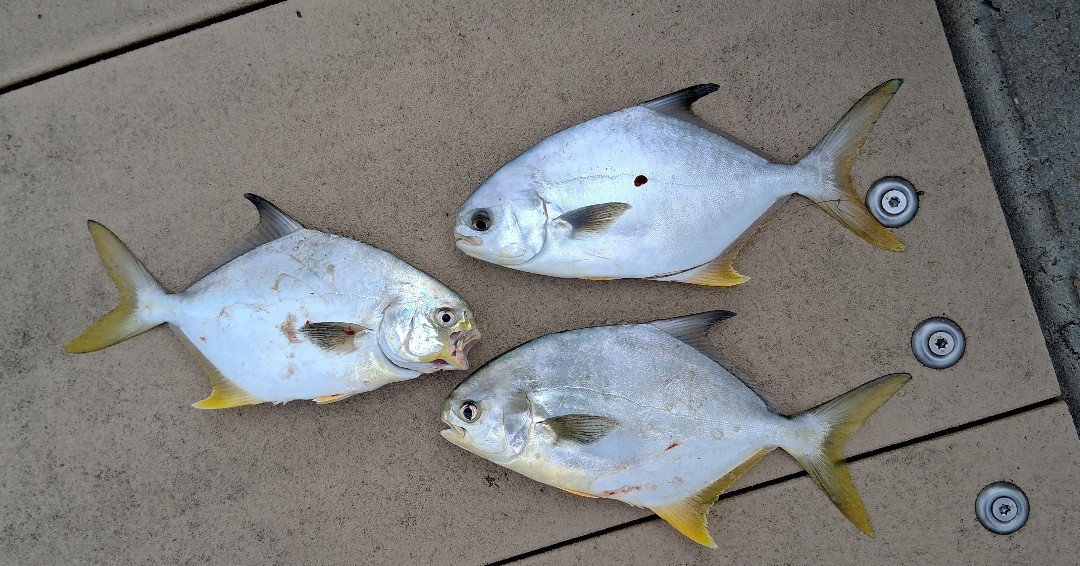 jennettespierob's tweet photo. Nice Variety -- So far, anglers are catching #BLUEFISH, #CROAKER, #PAMPANO AND #SPOT. A few people are DRUM fishing at the end. Partly cloudy with a sloppy swell rolling in. Ocean water temp 70 degrees. High tides 10:29 a.m. and 10:50 p.m. Low tide 5:04 p.m. #anglers #oceanlife https://t.co/OjIJrZXKlm