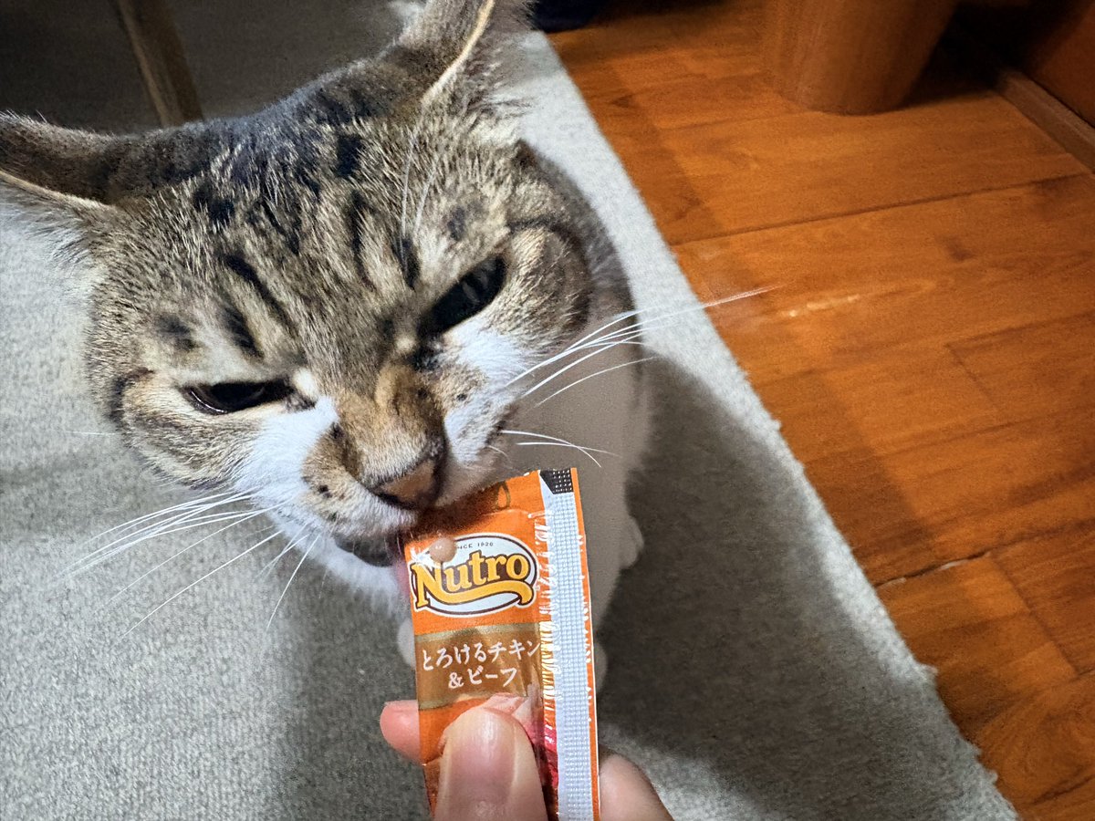 catloverperu's tweet photo. 美味すぎてなぜか険しい顔になる https://t.co/9p7tRawLZ3