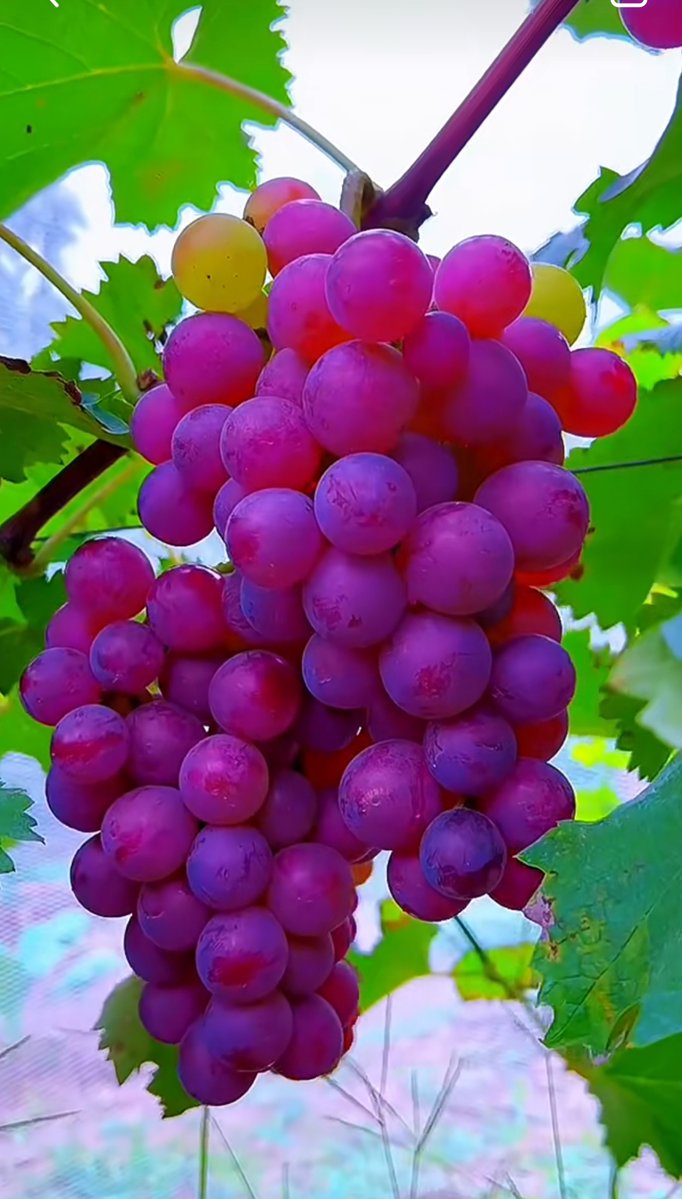 paulj_ohn82_f41's tweet photo. Craftsman grows fine grapes by the Wei River, with every vine branch telling a story of patience. https://t.co/mcLhqfR0E8