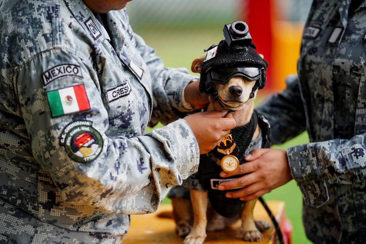 SprinterPress's tweet photo. 🇲🇽 Mexico's National Guard enlisted a chihuahua. https://t.co/rrLmk9Zq9u