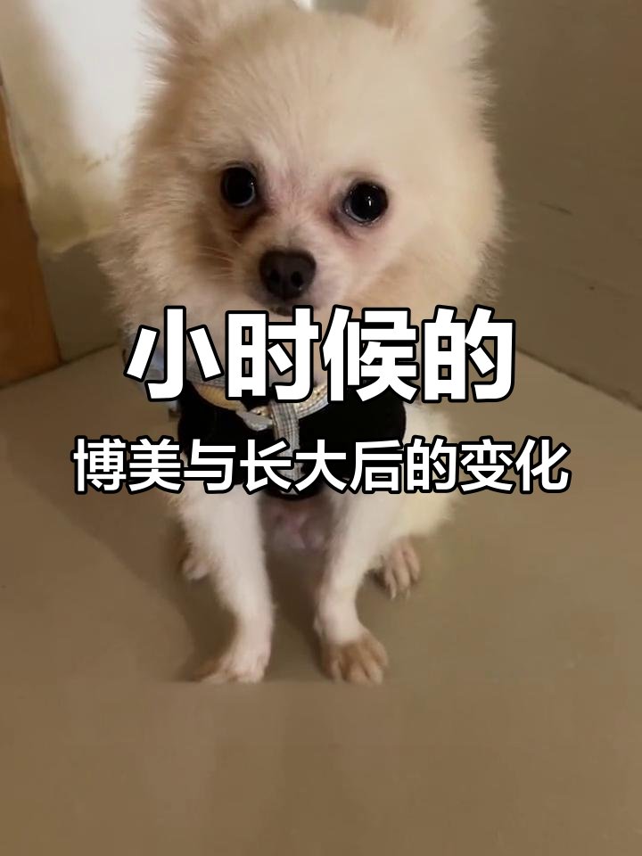 DougRoenigk's tweet photo. My little pup just hit 6 months old—look how he’s gone from a tiny wobbly ball of fluff to a zooming, treat-obsessed goofball who already steals socks (and my heart)  #PetGrowthJourney https://t.co/bmtjbhTkyu