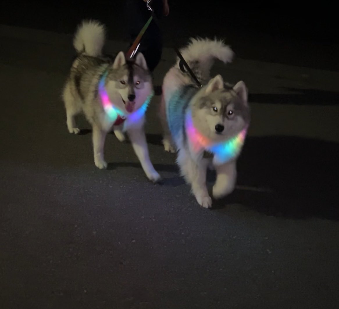 samosky_shirasu's tweet photo. イルミネーション犬 https://t.co/iQ5xAQLLEO
