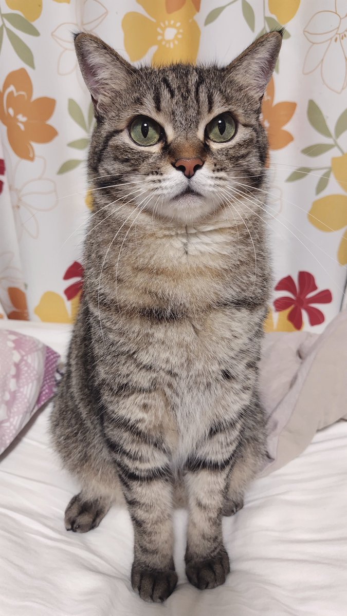 cat_56chan's tweet photo. 急に寒くなってきてちょっとﾓﾋﾌが足りない https://t.co/oPTzljOd1g