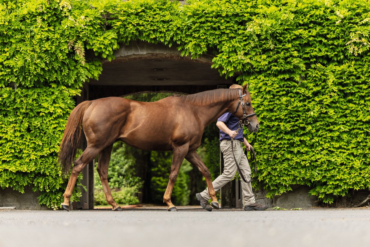 DarleyEurope's tweet photo. #DidYouKnow👀
🇮🇪#SpaceBlues' yearlings averaged €178,000 @Goffs1866 Orby Book 1 Sale, that's higher than Havana Grey, Kingman, Mehmas, Zarak, New Bay, Starspangledbanner, Baaeed!
He has recorded excellent results on the track this season, siring 12 Stakes horses including G3 Somerville Tattersall Stakes victor Fuel The Jet and G2 Minstrel winner Power Blue🙌
🔗https://t.co/xpHhDp2Ncu
