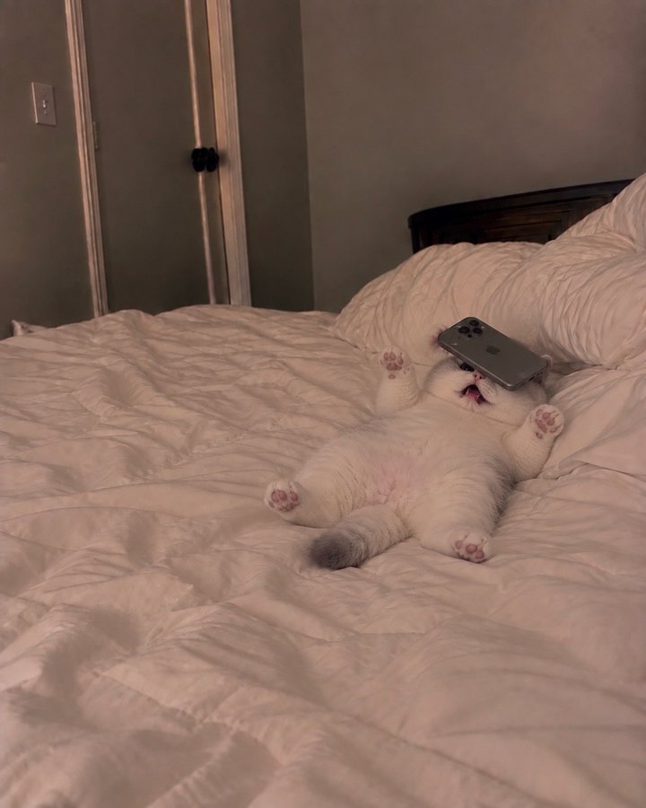 smallcutekitten's tweet photo. https://t.co/jaqnuVFF2A