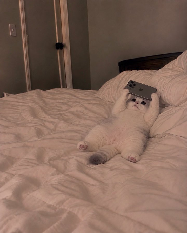 smallcutekitten's tweet photo. https://t.co/jaqnuVFF2A