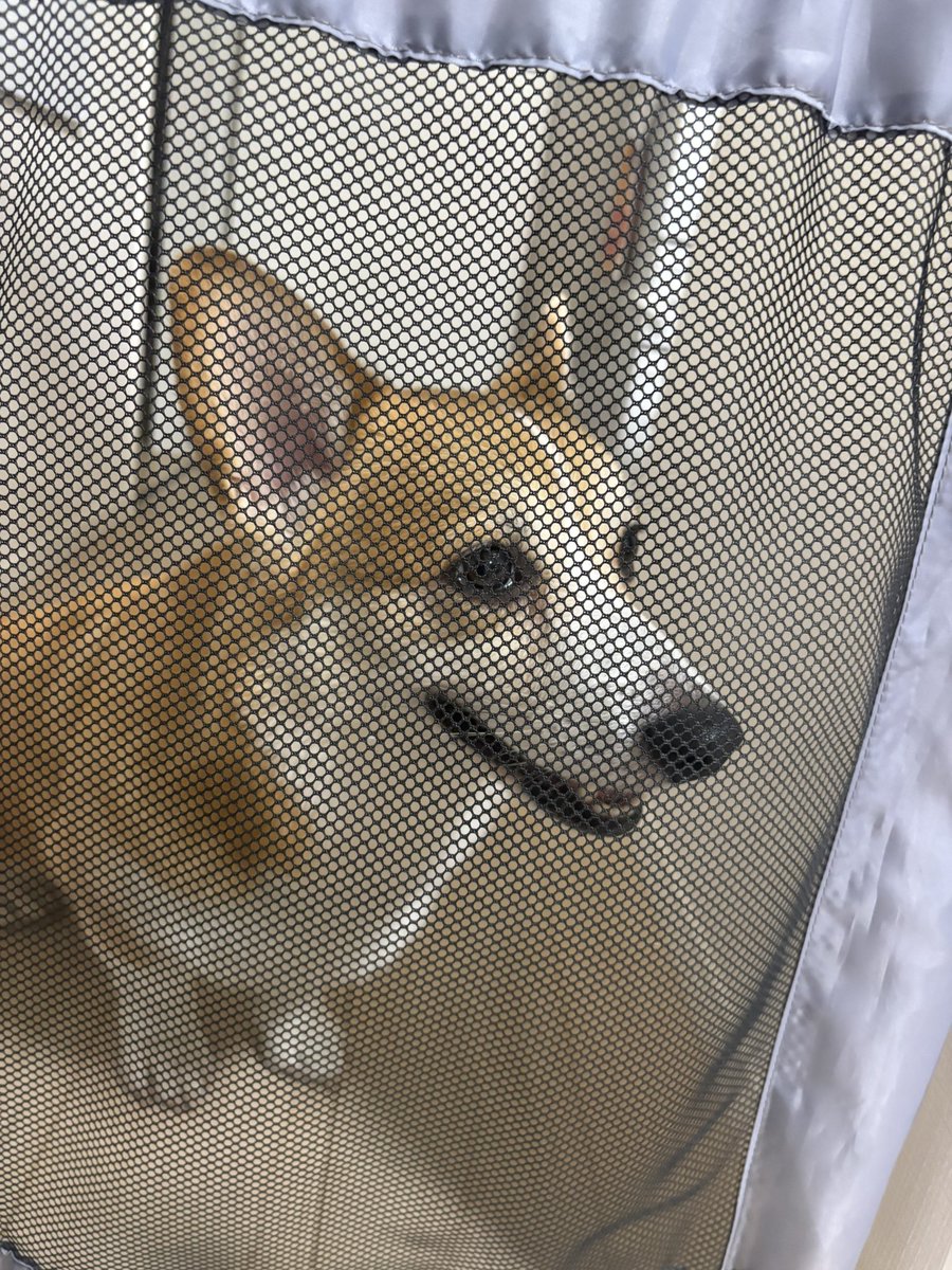 achobi1129 tweet picture
