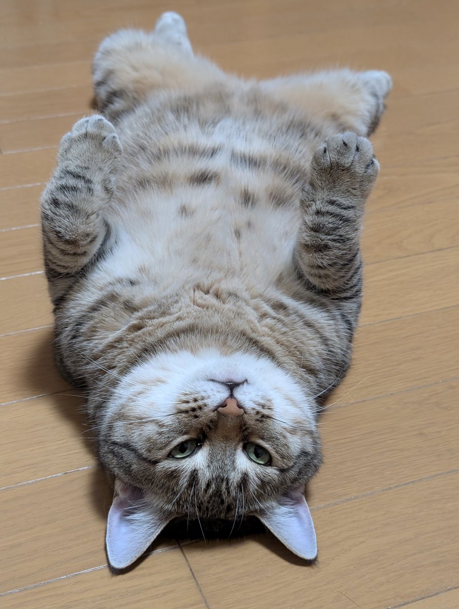 hotateyasan's tweet photo. きぃーちゃんは表情豊かで凄いな...メロメロです... https://t.co/pljp8rwrNK
