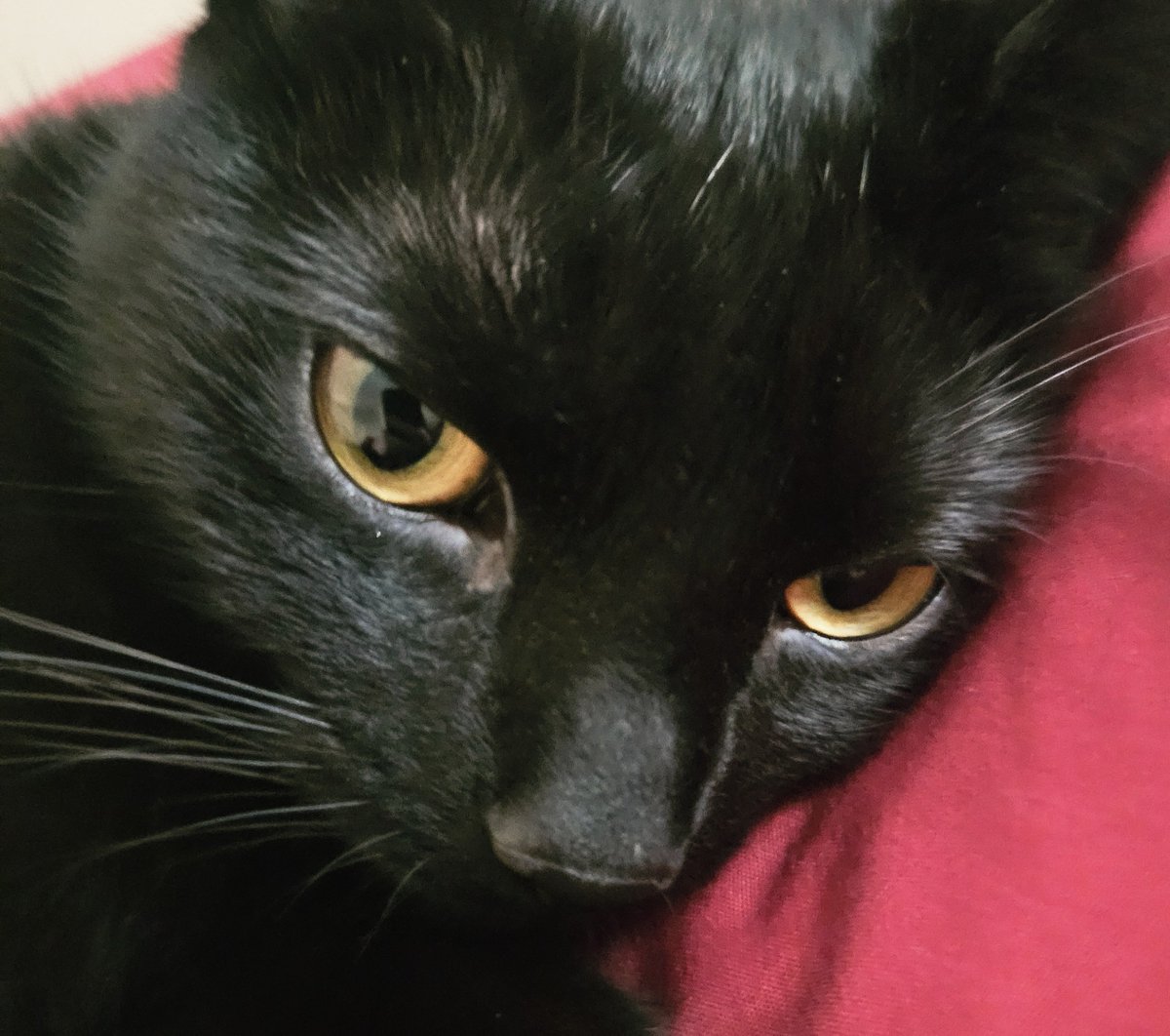AwTroon's tweet photo. I thought it only fair the my wee Stardust had her photo taken this morning.  
The lads got enough attention from auntie Dell last night.
Starry is a super shy girl and very loving towards Ziggy an Spider. She is the 'centurian' of the home. Nothing gets past without her say so x https://t.co/tlgIT52uJ5