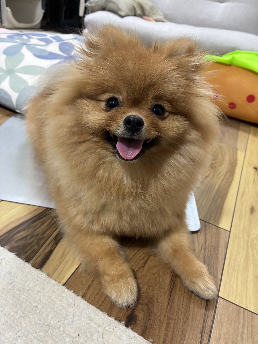 mocha80746's tweet photo. お散歩行ったら通りがかった人に可愛いねぇ〜って言われていっぱい撫でてもらってお腹見せてなでなでしてもらって大喜びのポコちゃん。

ポコちゃん→なでなでされて嬉しい
通りがかった人→わんこ撫でられて嬉しい
私→ポコちゃん可愛がってもらえて嬉しい
世界平和じゃん…… https://t.co/6j8aYKFWGZ