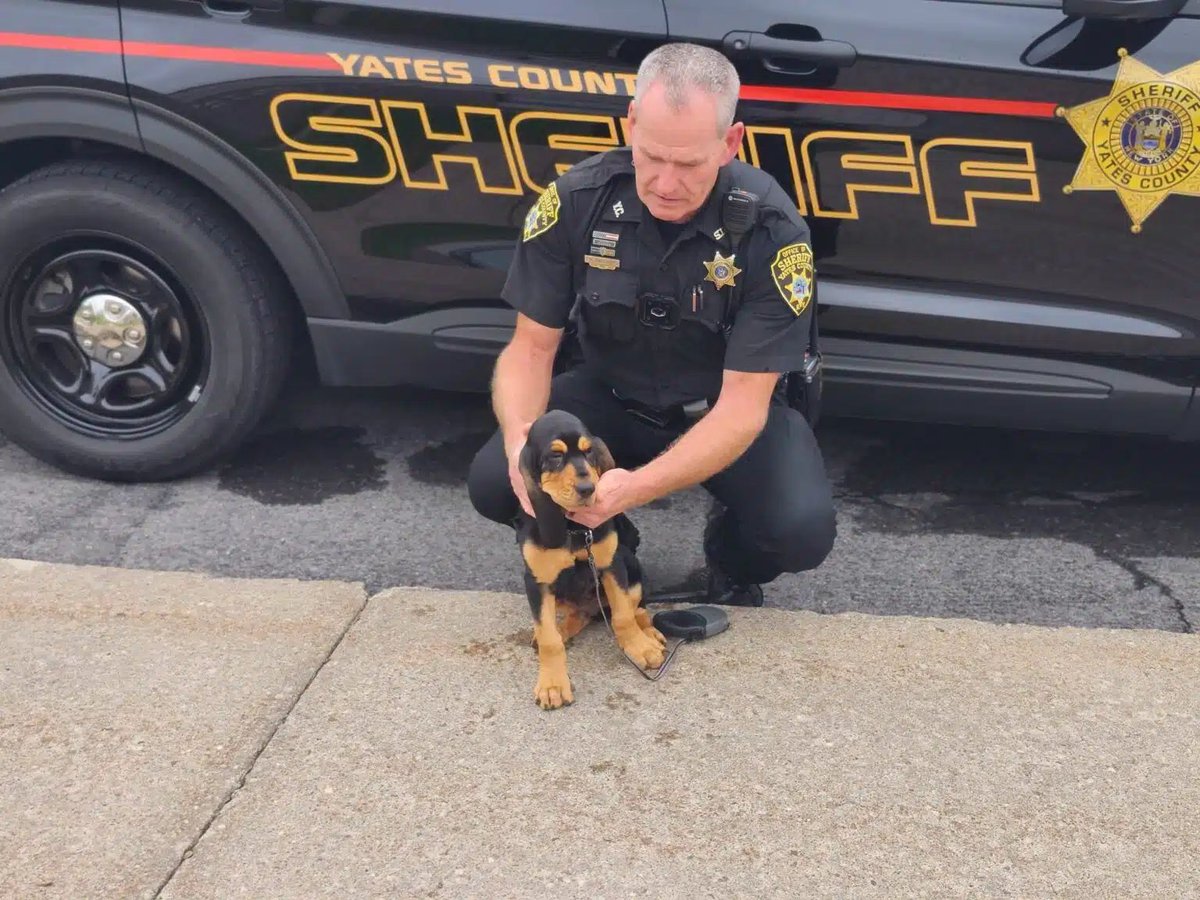 ppak9org's tweet photo. Meet K9 Hobie of the Yates County Sheriff's Office, NY! 🐾 The department's first bloodhound in many years, fully funded by community donations. Help protect K9s like Hobie: https://t.co/YPmXJqgIJv #PPAK9 #K9 #K9Unit #TrackingK9 https://t.co/djPDTWxvFW