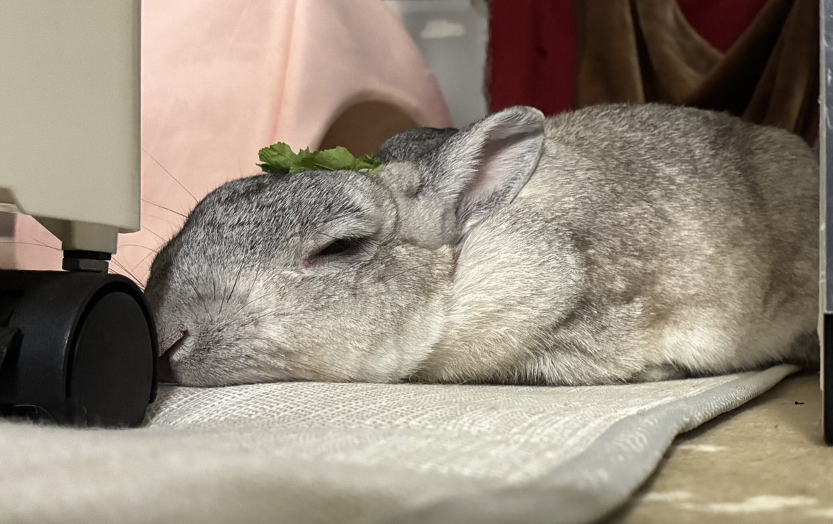 notice_unmoored's tweet photo. 🐰 https://t.co/OWdoOWxADD