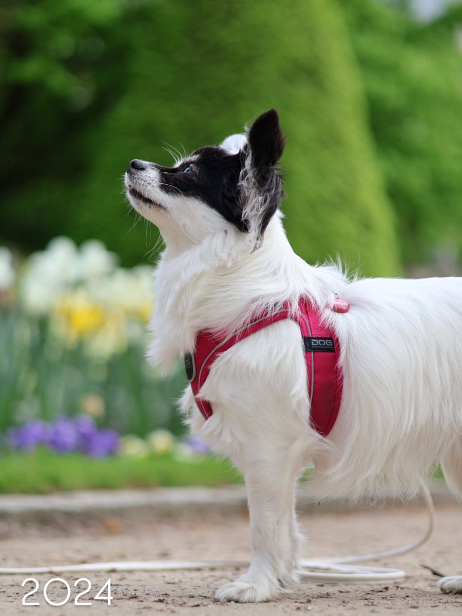 addisonscotty5i's tweet photo. How an adopted dog can blossom

When we first got Nina, she was such a frightened little dog. Looking at these April photos from the past few years, I realize how much has changed. She’s worlds apart from who she is today. Her past still affects https://t.co/YbSmkTJSkT