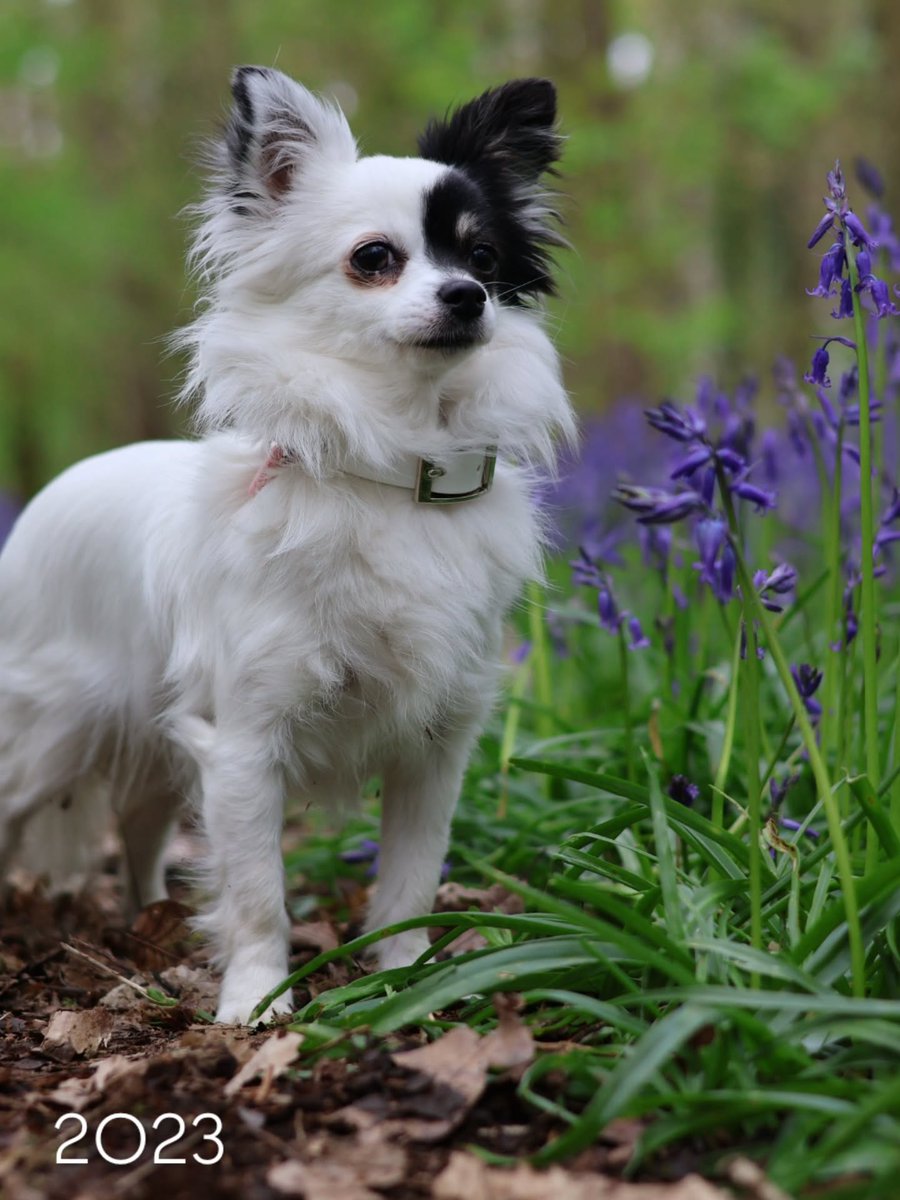 addisonscotty5i's tweet photo. How an adopted dog can blossom

When we first got Nina, she was such a frightened little dog. Looking at these April photos from the past few years, I realize how much has changed. She’s worlds apart from who she is today. Her past still affects https://t.co/YbSmkTJSkT