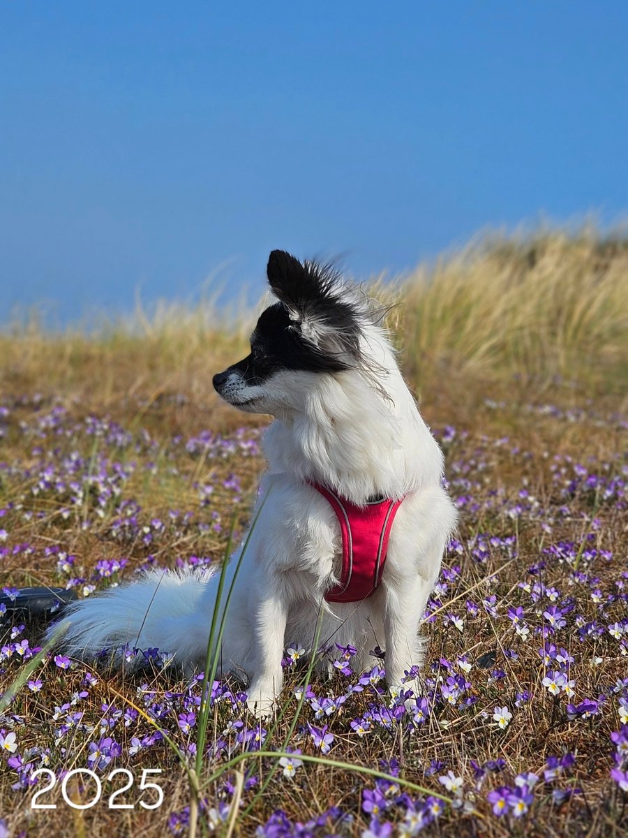 addisonscotty5i's tweet photo. How an adopted dog can blossom

When we first got Nina, she was such a frightened little dog. Looking at these April photos from the past few years, I realize how much has changed. She’s worlds apart from who she is today. Her past still affects https://t.co/YbSmkTJSkT