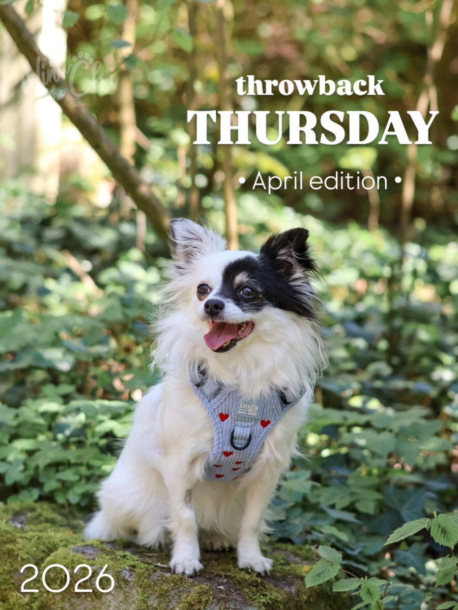addisonscotty5i's tweet photo. How an adopted dog can blossom

When we first got Nina, she was such a frightened little dog. Looking at these April photos from the past few years, I realize how much has changed. She’s worlds apart from who she is today. Her past still affects https://t.co/YbSmkTJSkT
