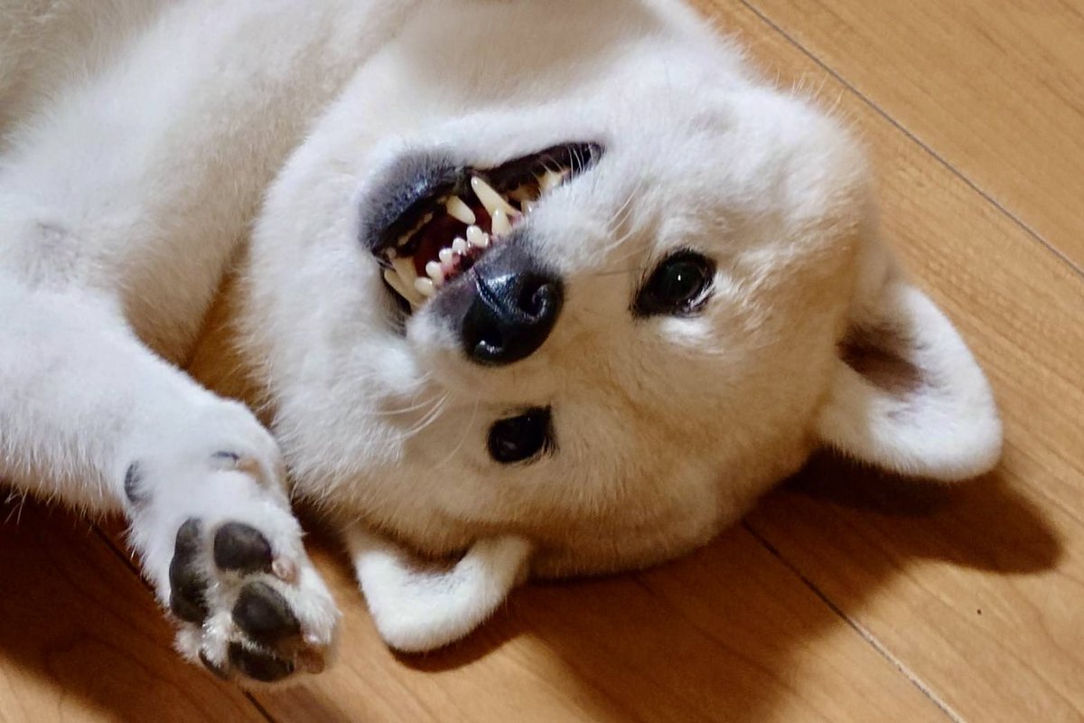 ymt0623's tweet photo. 撫でられて嬉しい顔🤣笑

#柴犬 #犬好きさんと繋がりたい #shibadog #柴犬のいる生活 #柴犬のいる暮らし #柴犬のいる幸せ #柴犬を崇めよ #イッヌ #愛犬 #黒柴 #赤柴 https://t.co/hDrxd4PsmW