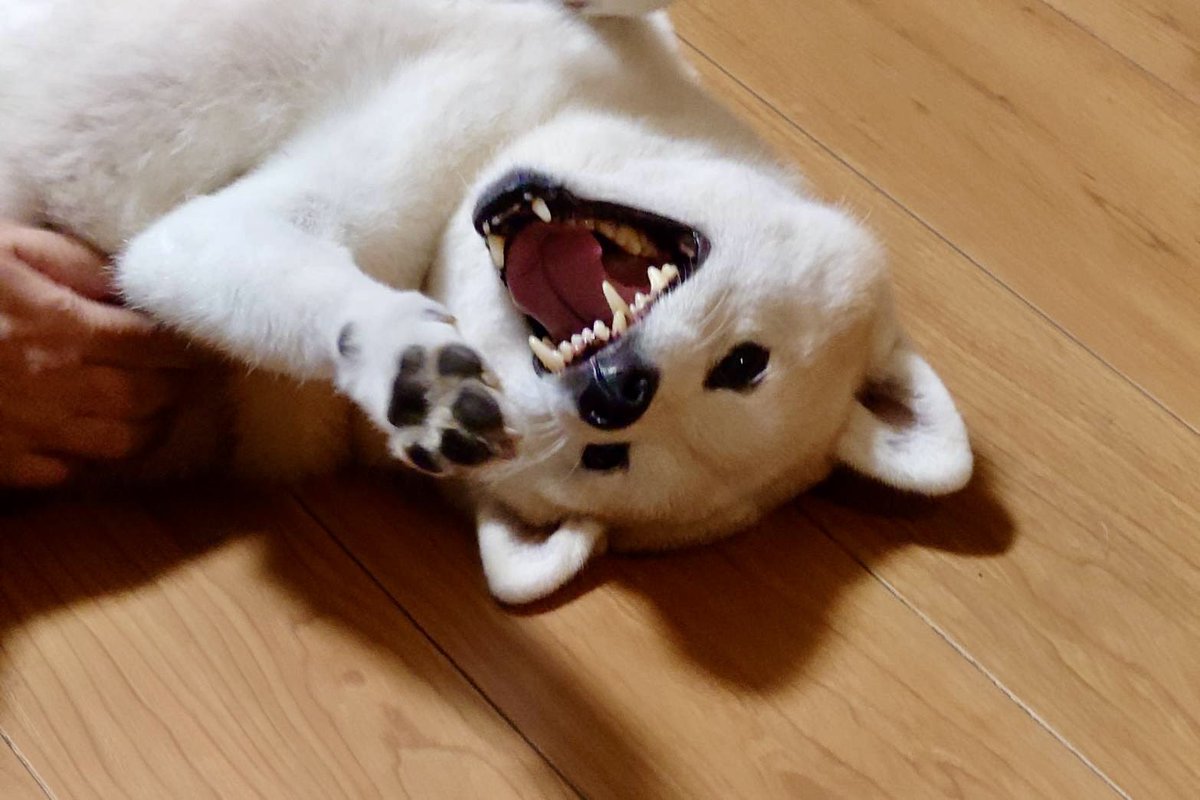 ymt0623's tweet photo. 撫でられて嬉しい顔🤣笑

#柴犬 #犬好きさんと繋がりたい #shibadog #柴犬のいる生活 #柴犬のいる暮らし #柴犬のいる幸せ #柴犬を崇めよ #イッヌ #愛犬 #黒柴 #赤柴 https://t.co/hDrxd4PsmW