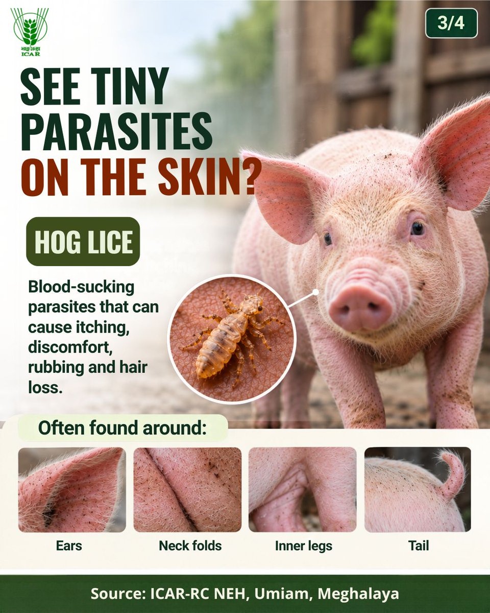 icarindia's tweet photo. Know your pest, protect your herd! Sarcoptic mange, hog lice &amp; flies can cause itching, skin damage and poor growth. Spot the signs early &amp; maintain farm hygiene. #ICAR @ChouhanShivraj  @mpbhagirathbjp  @RNK_Thakur https://t.co/LVmPKhXWNF
