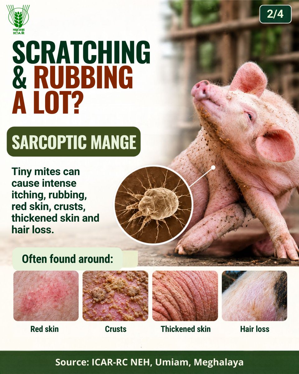 icarindia's tweet photo. Know your pest, protect your herd! Sarcoptic mange, hog lice &amp; flies can cause itching, skin damage and poor growth. Spot the signs early &amp; maintain farm hygiene. #ICAR @ChouhanShivraj  @mpbhagirathbjp  @RNK_Thakur https://t.co/LVmPKhXWNF