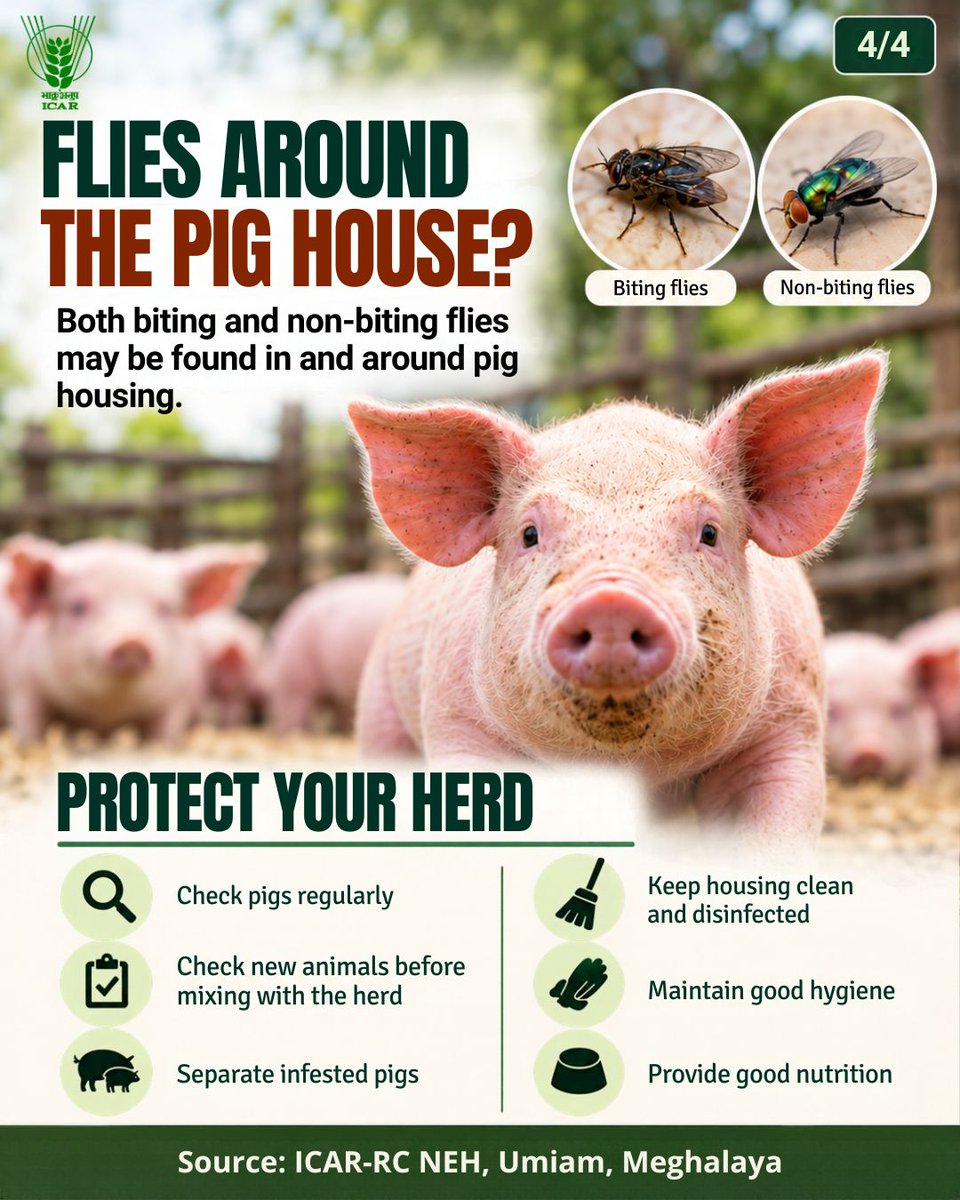 icarindia's tweet photo. Know your pest, protect your herd! Sarcoptic mange, hog lice &amp; flies can cause itching, skin damage and poor growth. Spot the signs early &amp; maintain farm hygiene. #ICAR @ChouhanShivraj  @mpbhagirathbjp  @RNK_Thakur https://t.co/LVmPKhXWNF