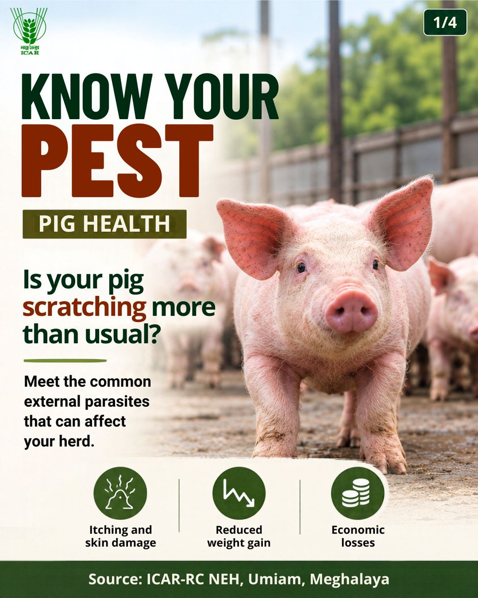 icarindia's tweet photo. Know your pest, protect your herd! Sarcoptic mange, hog lice &amp; flies can cause itching, skin damage and poor growth. Spot the signs early &amp; maintain farm hygiene. #ICAR @ChouhanShivraj  @mpbhagirathbjp  @RNK_Thakur https://t.co/LVmPKhXWNF