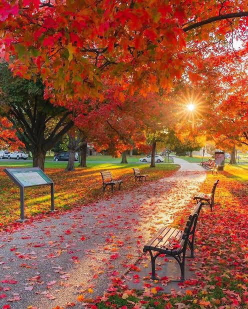 A picturesque park pathway is blanketed with fallen red and orange autumn leaves, flanked by park benches and vibrant fall foliage, with the sun shining brightly through the trees.