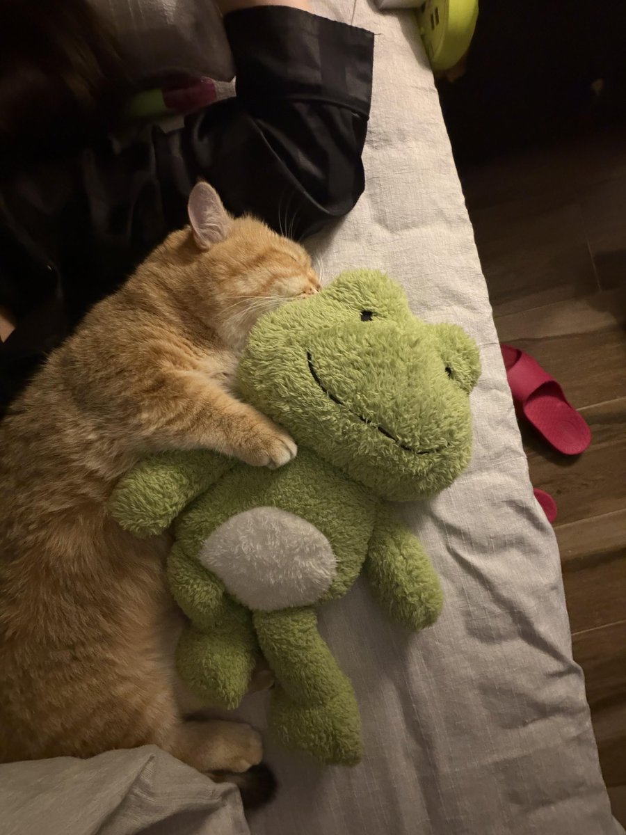 nocontextscats's tweet photo. awww 🥺 https://t.co/ghtygOaunX