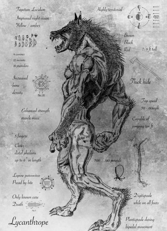 StephenGeoRae's tweet photo. King James VI of Scots was obsessed with lycanthropy, the transformation of a person into a wolf and potions containing the flowers of poppy and belladonna were drunk in rituals 

from my: "Folklore of Scotland"
https://t.co/Cc3U3DglFl https://t.co/QqZunhpJhd