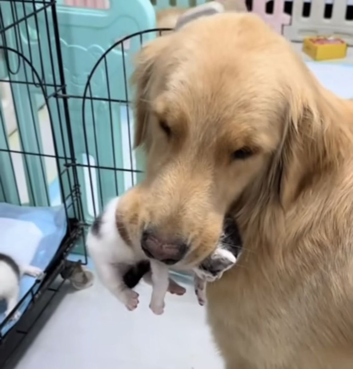 1NFAMIA's tweet photo. @MECHANICU5 / Dain seeing her as a very confusing and aggressive kitten…. picking her up by the scruff…. 💭💭💭 idiots . https://t.co/1yC47b2rct