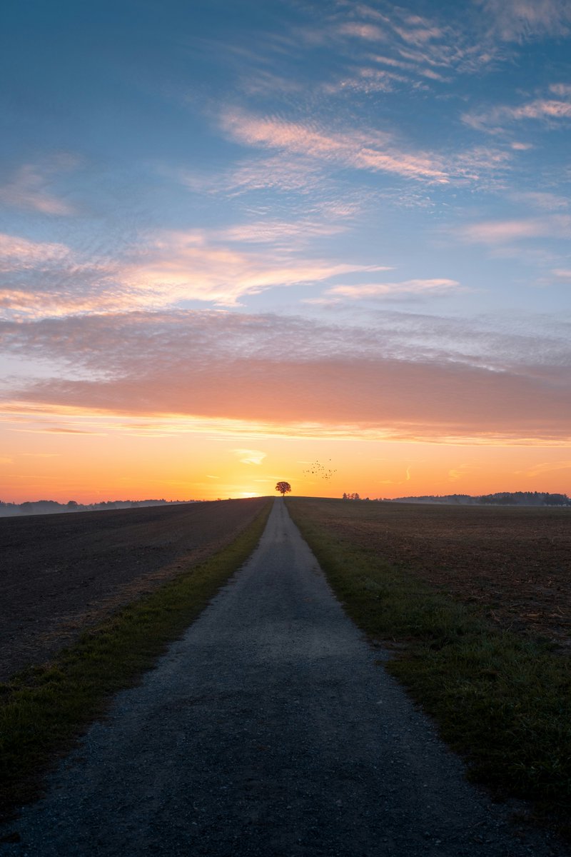 jmadmart's tweet photo. a tree

the sun 

and a
clear path 

leading me
to the horizon 

#GoodMonring #poetry 
📸Pascal Debrunner https://t.co/Z7hMhfT37b