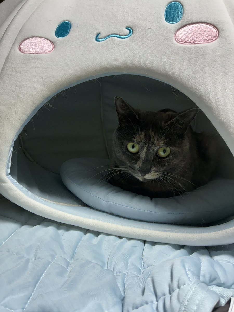 ZDTT's tweet photo. 猫 https://t.co/RdyG8OCWKw