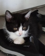 MissingTarn81's tweet photo. 30.09.26 Perdu chaton noir/blanc (6 mois actuellement) à Saint Sulpice (rue des Charmes). Contact : https://t.co/miRWiaUN55 #Tarn #chat https://t.co/ZXcGqs4ZfM