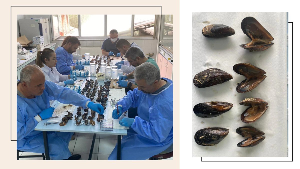TR_HAYGEM's tweet photo. 2026 ÇİFT KABUKLUDA SAĞLIK VE SÜRDÜRÜLEBİLİRLİK İÇİN TARAMA PROGRAMI BAŞLADI! 🦪🔬

Bakanlığımız Hayvancılık Genel Müdürlüğüne bağlı Bornova Veteriner Kontrol Enstitüsü bünyesinde yürütülen 2026 Yılı Çift Kabuklu Hastalıkları Tarama Programı Eylül ayı itibarıyla start aldı.

📌 2.100 Örnek, 14 İstasyon
📌 Moleküler, Sitolojik ve Histopatolojik Analizler
📌 Erken Teşhis ve Sürdürülebilir Üretim
Üretim sahalarımızın sağlık statüsünü koruyor, hayvan sağlığını güvence altına alarak güvenilir ve sürdürülebilir ihracatı destekliyoruz.

Detaylar İçin;
▶️https://t.co/MSqPZNK8u9

@TCTarim