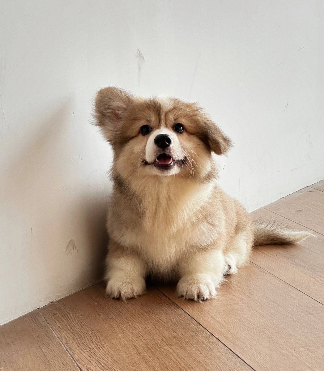 TamaWernerca's tweet photo. My fluffy pup just hit 6 months old! Watching him go from a tiny wobbly nugget to this zoom machine in 180 days is the best joy https://t.co/HQseLratQA