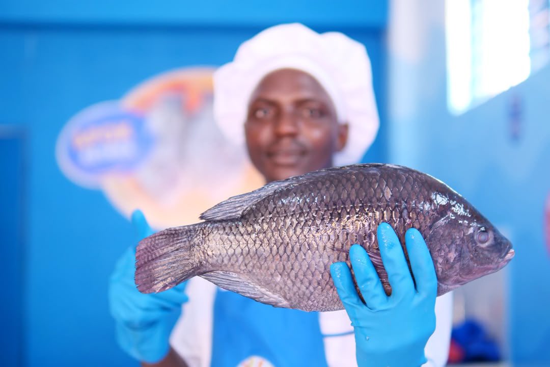 larebae_1's tweet photo. Freshness has a new home in Mbarara! 🐟

This Friday, 2nd October, Yalelo Uganda opens its doors at Tataitwe Building. 

Come experience fresh, tasty and quality fish made for every occasion.

#YaleloInMbarara #UgandasNo1Fish https://t.co/DGPJZk55ZP