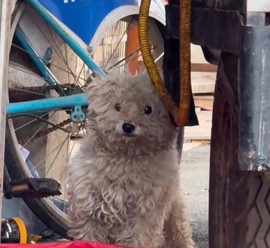 Indie5051's tweet photo. Los perritos blancos son grises el 80% de su vida. https://t.co/hnHTWrrvlI