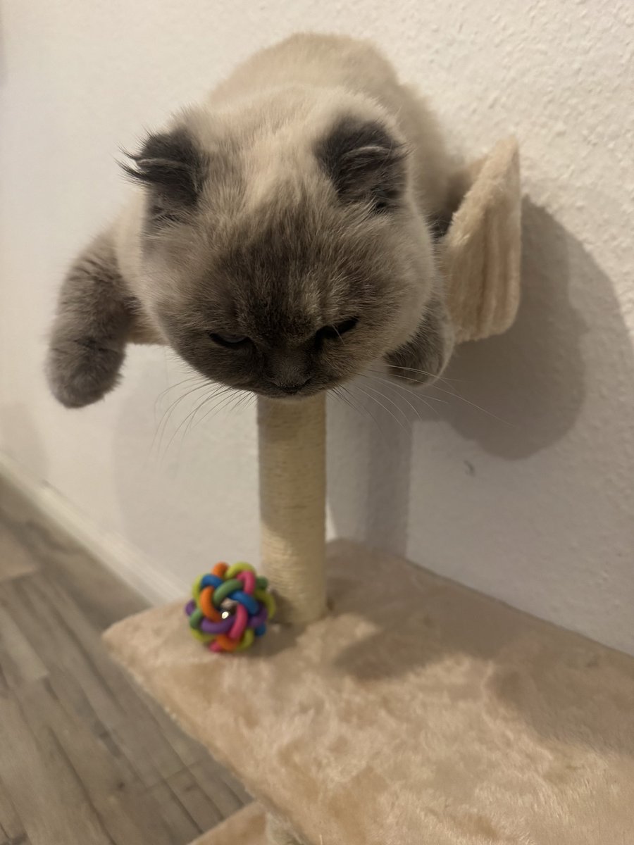 0nyan3's tweet photo. 猫飼うの初めてすぎて何したらいいかわからん🤣 https://t.co/kXGkDFpHsI