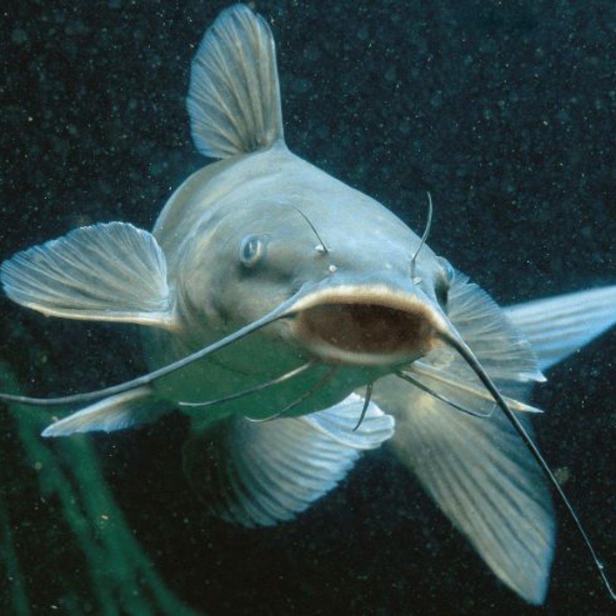 liliespurr's tweet photo. and lastly catfish 4 lea bc I saw someone call grace a catfish 🥹 and I really like the idea to go to lea its the vibes please see my vision... https://t.co/7Gc5cGNguI