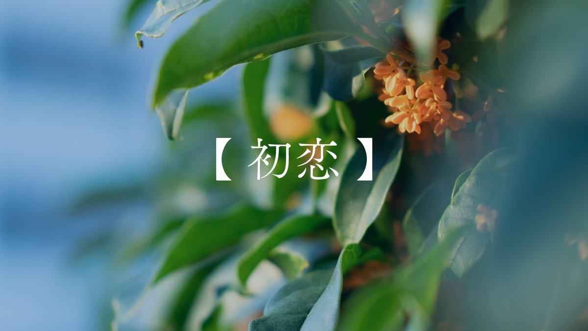 asanatsu_rei's tweet photo. 金木犀の花言葉を知っていますか？ https://t.co/KHYefrf357