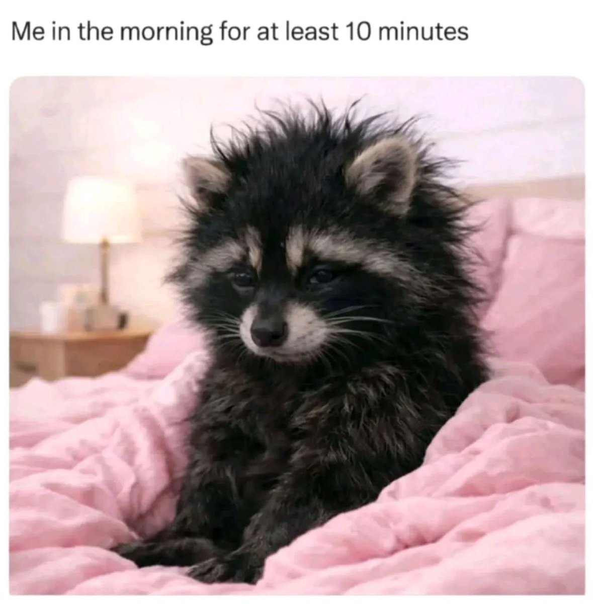 raccoonAuras's tweet photo. https://t.co/4LSjHJjo5v