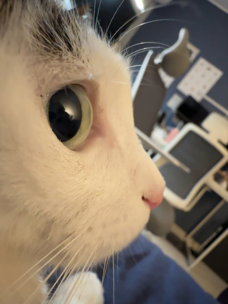 BestOfMeow's tweet photo. https://t.co/gea9Aga0Nr