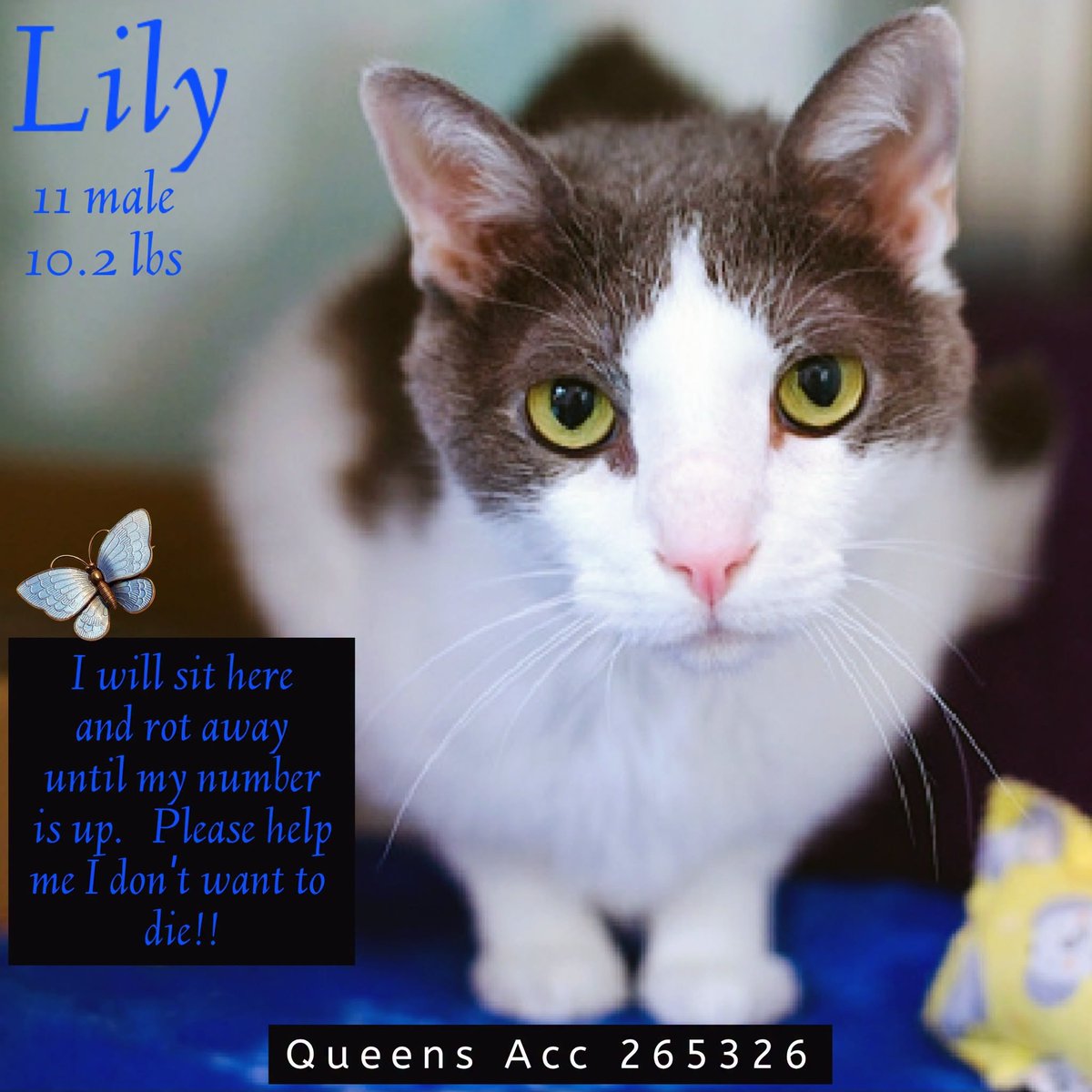 lordi1960's tweet photo. ♦♦TO BE KILLED - 12:00PM (EASTERN) THURSDAY 10/01/2026♦♦
♦♦SOS CODE RED♦♦

*** SEE MY VIDEO - SAVE MY LIFE! ***
https://t.co/nT9Milr68c
QUEENS ACC ADOPTABLE

❤️LILY (A MALE) 265326:
11YR | Neutered | ACO | 10.3 lbs

https://t.co/HAAcHI8NLO https://t.co/SMvmb1wazH