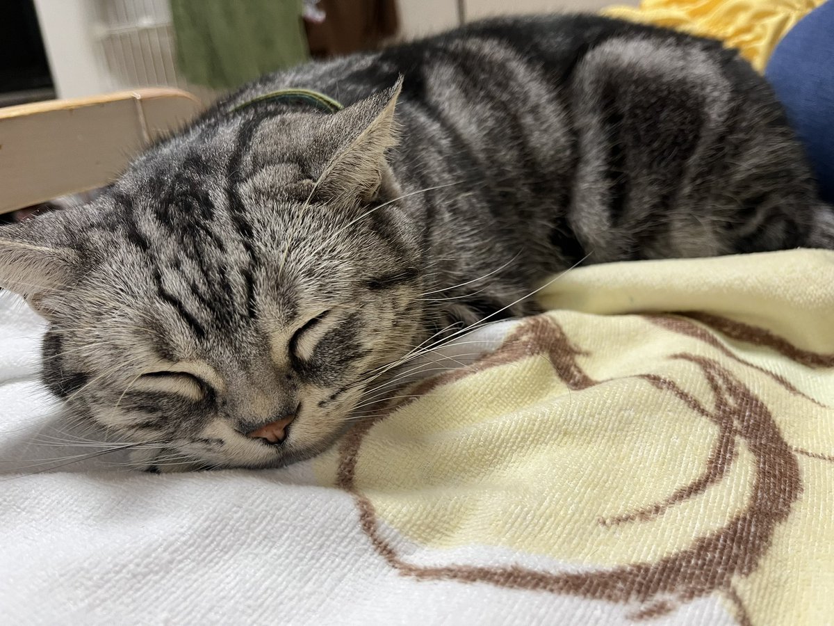 7toki634's tweet photo. #猫のいる暮らし https://t.co/rYsbjDZl7L